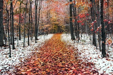 Late Autumn The First Snow Fell Wallpapers And Images Wallpapers ...