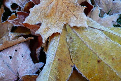 MLeWallpapers.com   Frosty Fall Leaves I