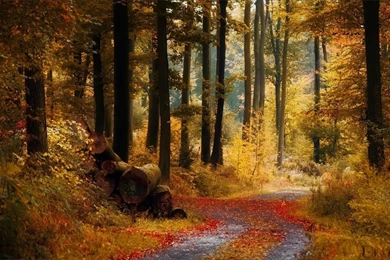 Late Autumn, Covered With Deciduous Forest Trail Picture ...