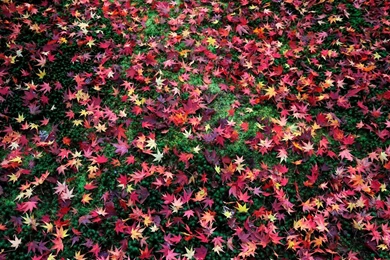 Late Autumn Leaves Enkoji Temple Autumn Wallpapers   1200x900 ...