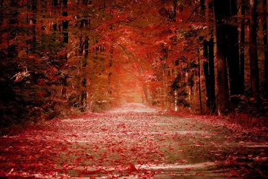 Late Autumn Season Woods HD Photography Wallpapers 9 － Landscape ...