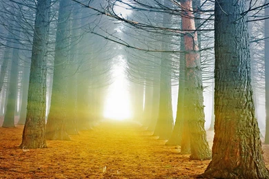 Fall Forest Background, Wallpaper, Fall Forest Backgrounds Hd ...