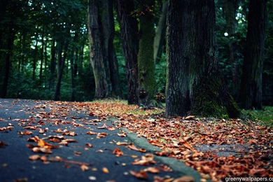 late fall wallpapers wallpapers wall street christmas tree