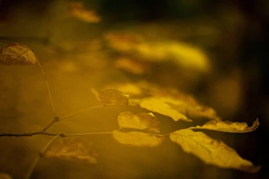 Late Autumn Nature Photography Wallpapers   1366x768 Wallpapers ...