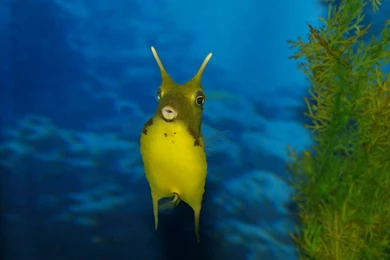 Funny Sea Creature HD Desktop Wallpapers : High Definition : Mobile