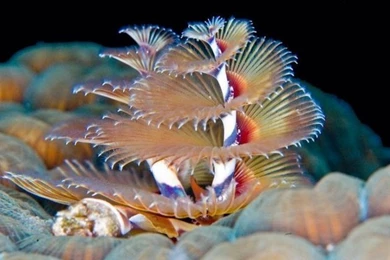 Most Beautiful Unseen Sea Creature