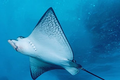 Sea Creatures Wallpapers