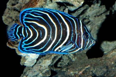 Deep Sea Animals Id 57291 Buzzerg