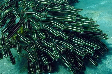 Sea Creatures Wallpapers