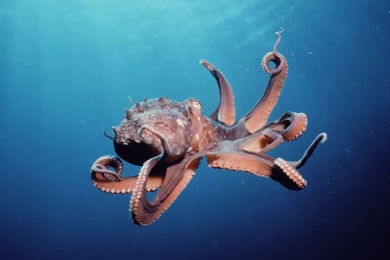 Octopus In Sea Wallpapers