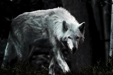 Dark Wolf   (
