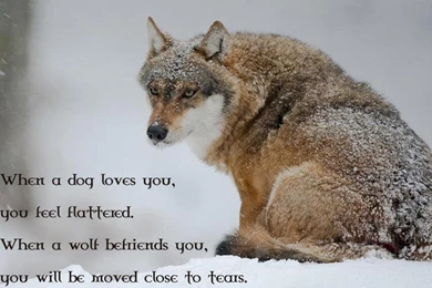 Wolf Wisdom Wallpapers   (