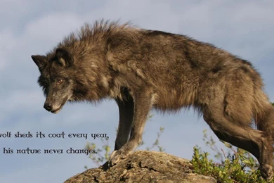 Wolf Wisdom Wallpapers   (