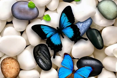 Butterflies: Blue White Butterflies Stones Wallpaper Backgrounds ...