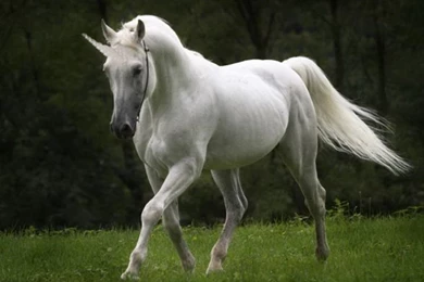 Wallpapers Unicorn Last Dream Horse Love 1152x864