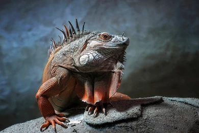 Iguana   Iguanas Wallpapers (28691671)   Fanpop