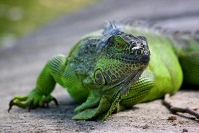 Iguana, Iguana Wallpaper, Iguana Picture, Iguana Photo   Animal ...