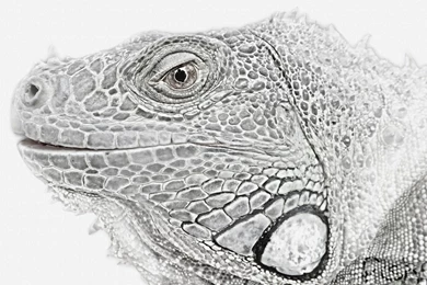 Iguana Wallpapers By Chlaidheimh On DeviantArt