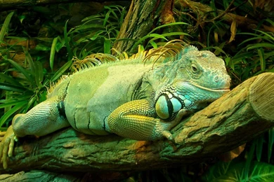 Aqua Blue Iguana   Wallpaper.