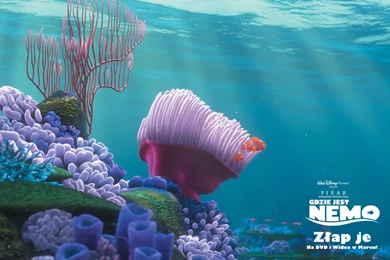 Finding Nemo Backgrounds