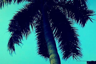 Tall TreeSamsung Wallpapers Download