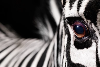 Zebra Wallpapers 8   Best Wallpapers Collection