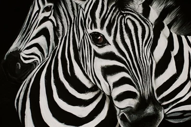 Zebra Wallpapers 21   Best Wallpapers Collection