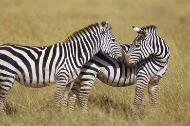 Zebra Computer Wallpapers, Desktop Backgrounds