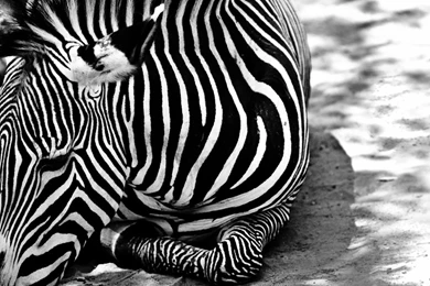 Zebra Wallpapers HD Widescreen 17929   Amazing Wallpaperz