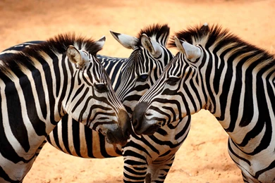 Zebra Wallpaper, Animals / Wild: Zebra, Savanna, Cute Animals