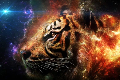 Tiger HD Desktop Wallpapers