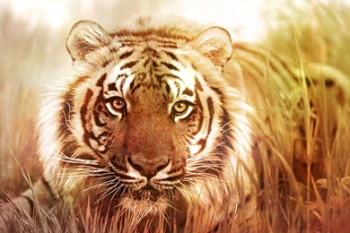 Black And White Photo Of Tiger