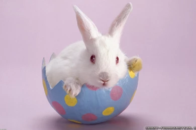 Easter Bunny Wallpapers 2   Crazy Frankenstein