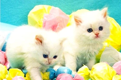 Cute Easter Backgrounds