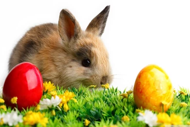 Easter Cute Rabbit HD Desktop Wallpapers : High Definition : Mobile