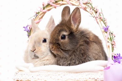 Happy Easter Day Photo Wallpapers   Nekeran.com