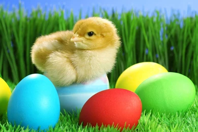 Download Cute Easter Free Wallpapers