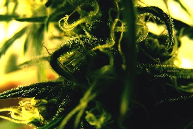 Nugs Buds And Plants On Cannabis Smoke   DeviantArt