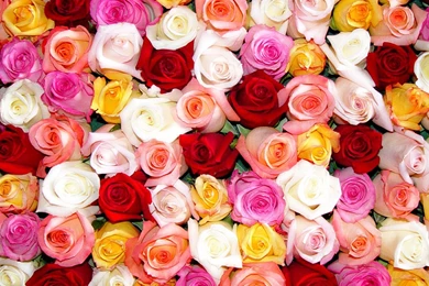 Wallpapers Roses