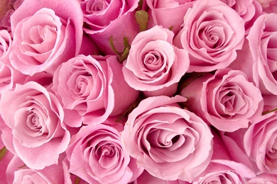Wallpapers Roses