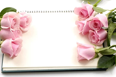 Rose Color Beautiful Flowers Wallpapers Download HD