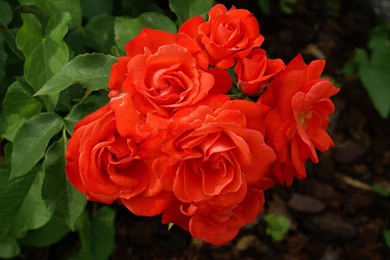 Roses Flower, Roses Photos, Roses Wallpapers For Your Desktop   Red ...