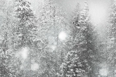 Contemporary Wallpapers / Nature Pattern / Printed / Photo   SOFT ...