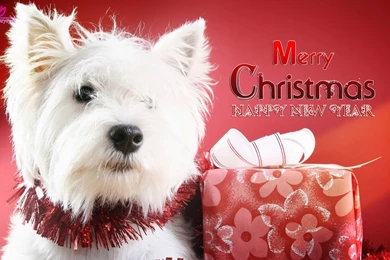 Cute Merry Christmas Wallpapers Dogs