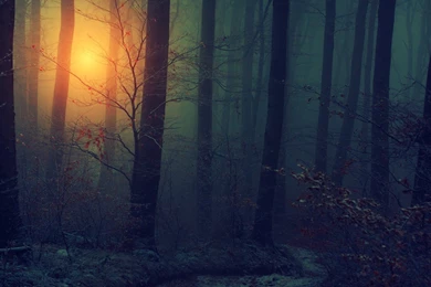 Wallpapers Men X Mysterious Forest 1600x900