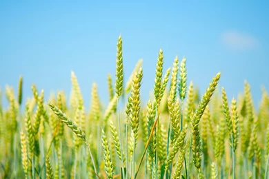 Free Wheat Wallpapers