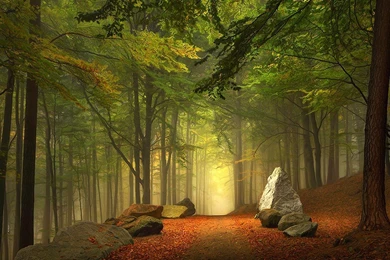 1920x1080 Mysterious Forest Leaves Light Desktop PC And Mac Wallpapers