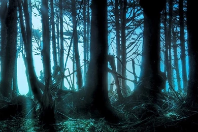 Mysterious Forest HD Desktop Wallpapers : Widescreen : High ...