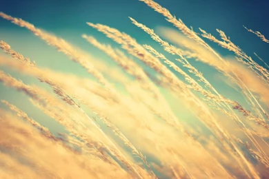 Yellow Wheat >> HD Wallpaper, Get It Now!