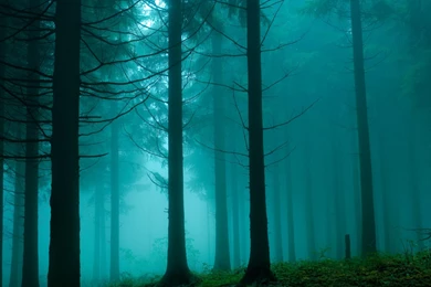 Download Wallpapers 2048x1152 Forest, Building, Fog, Trees, Svol ...